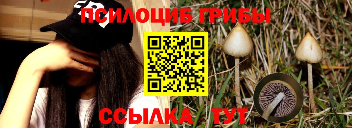 Псилоцибиновые грибы Cubensis Каспийск